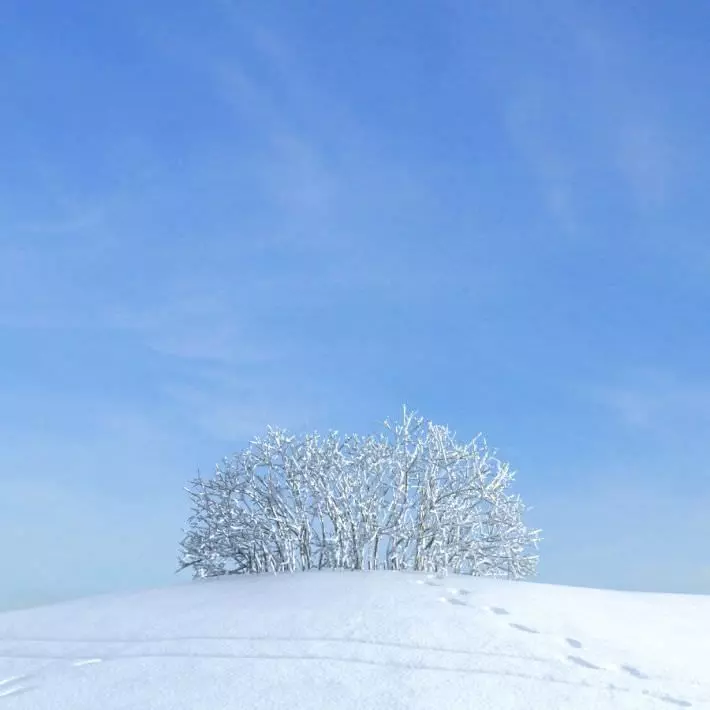 Snow Covered Bush 3D model_0
