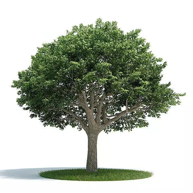 Leafy Green Tree 3D model_0
