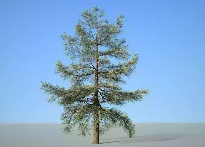 Conifer Tree 005 3D model