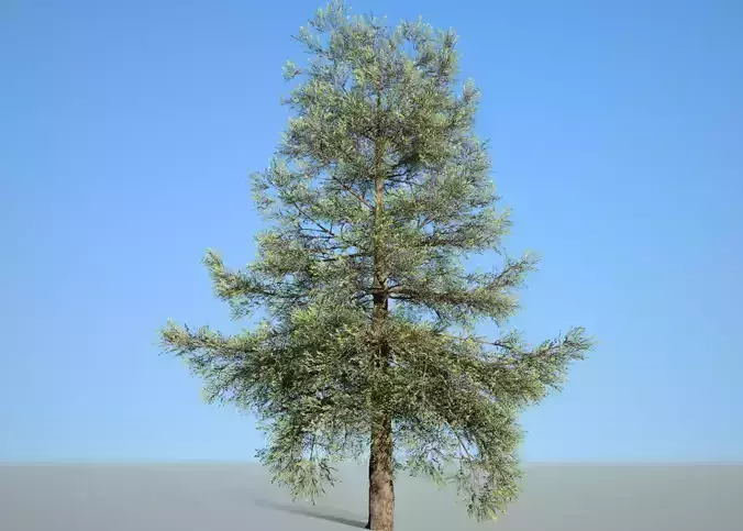 Conifer Tree 006 3D model