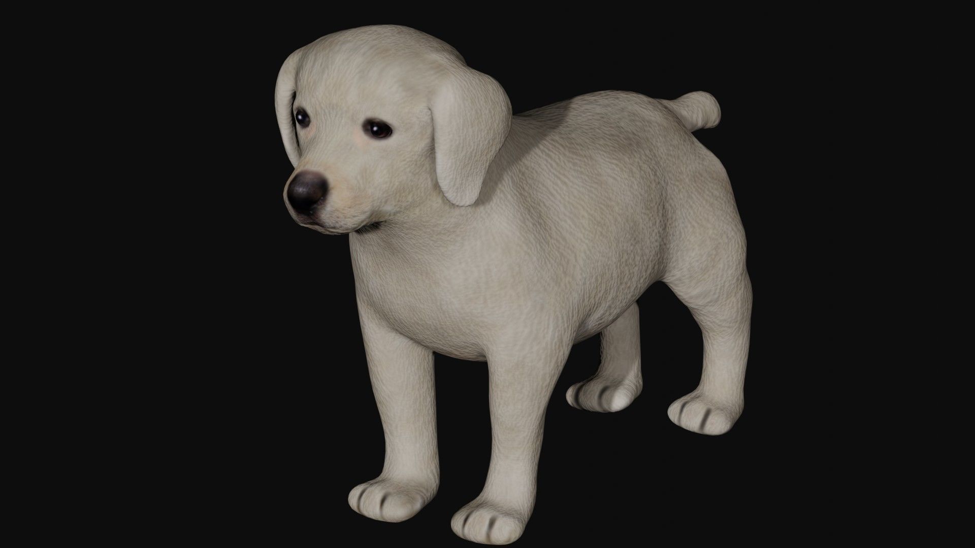 Puppy Labrador Low-poly 3D model_2