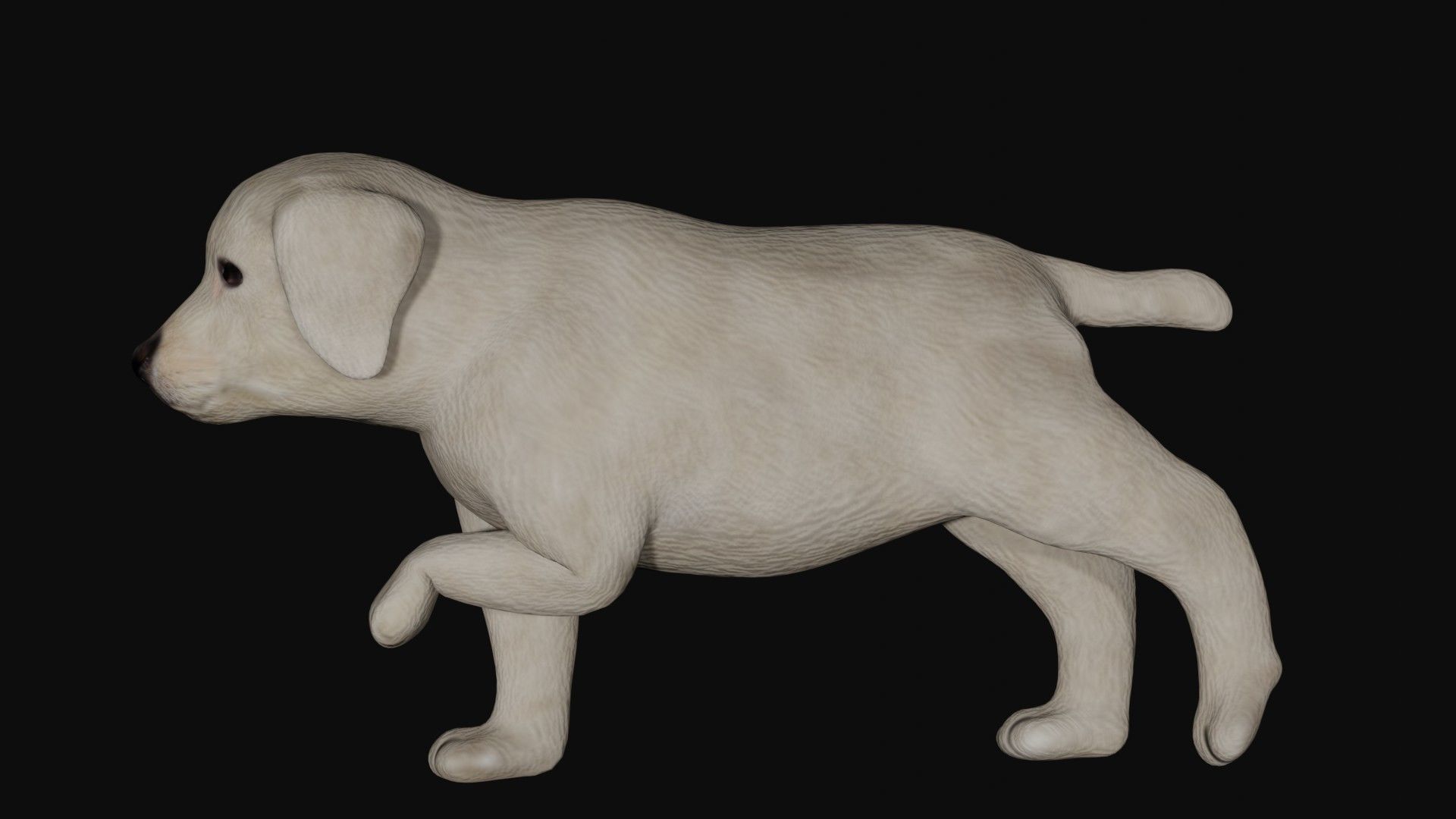 Puppy Labrador Low-poly 3D model_3