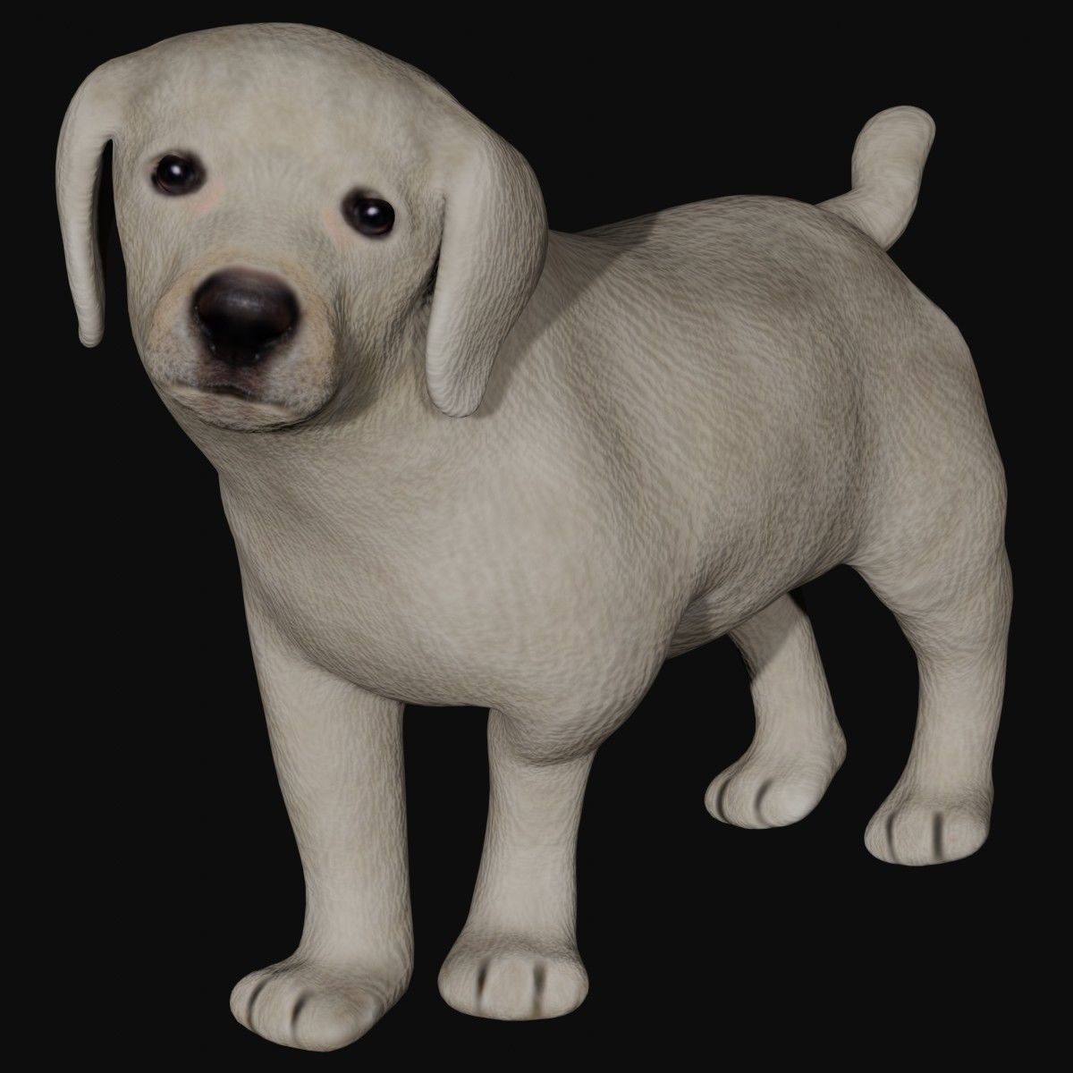 Puppy Labrador Low-poly 3D model_1