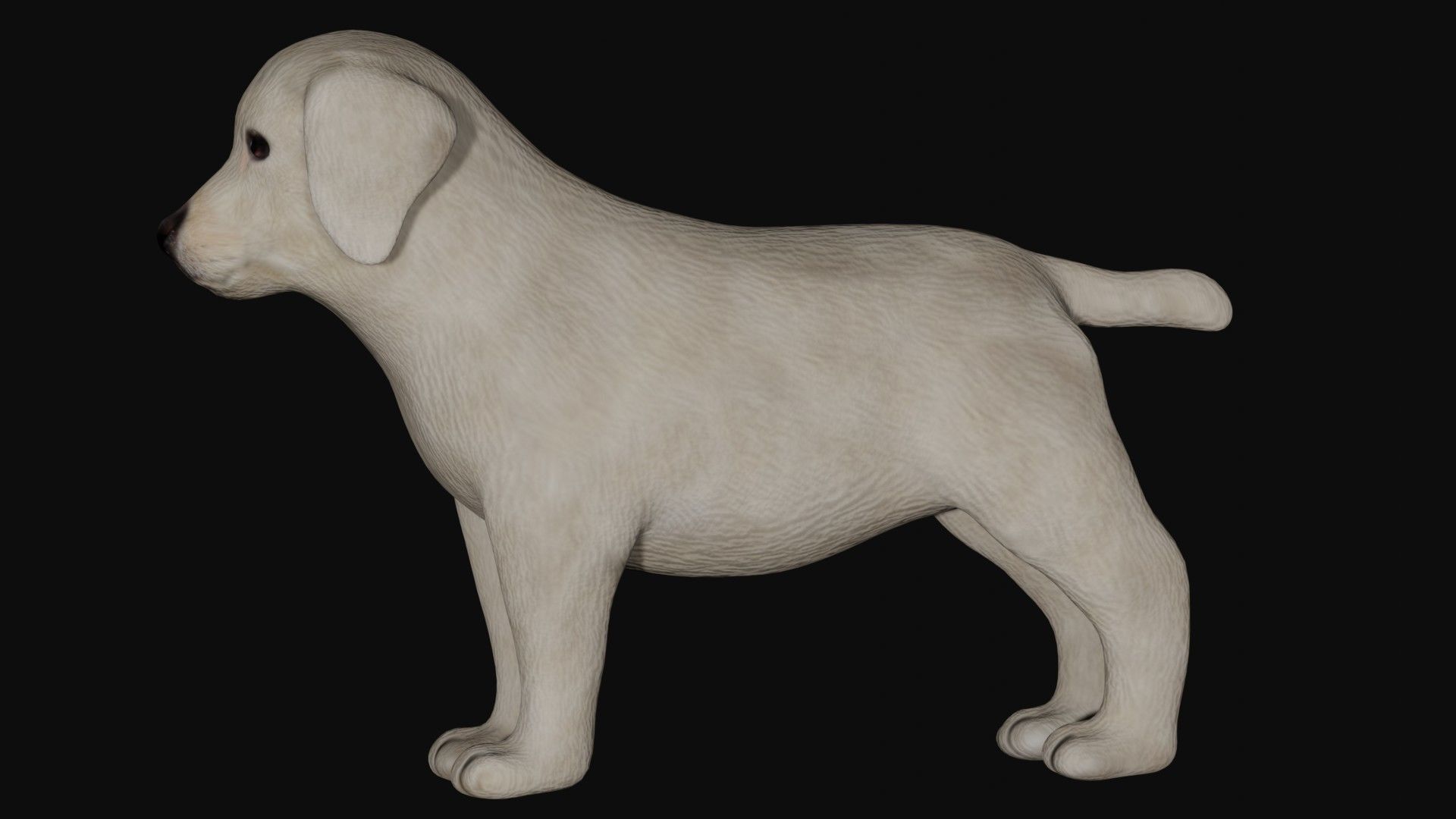 Puppy Labrador Low-poly 3D model_4