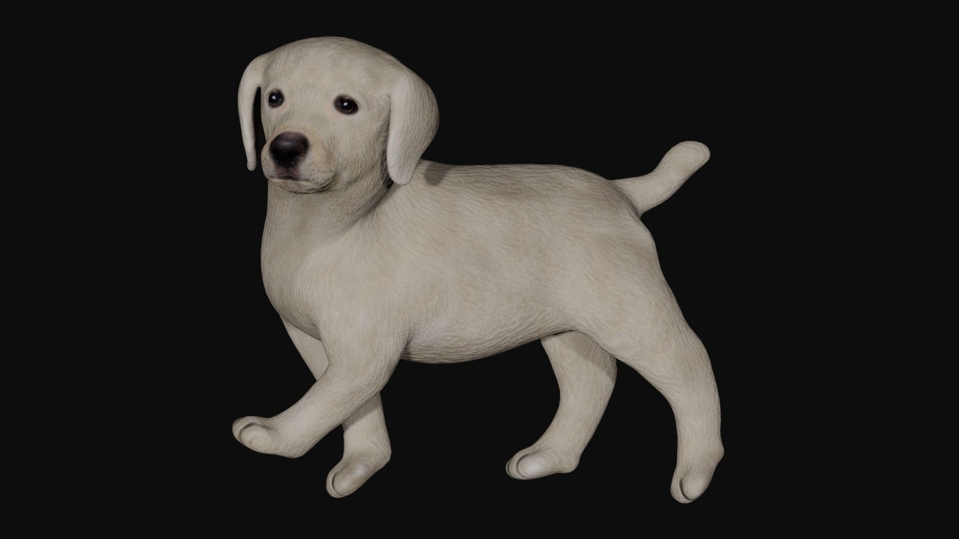 Puppy Labrador Low-poly 3D model_6