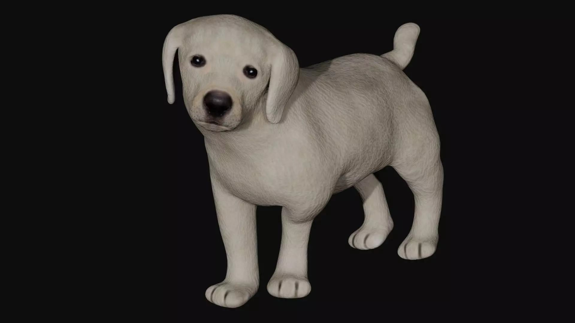 Puppy Labrador Low-poly 3D model_0