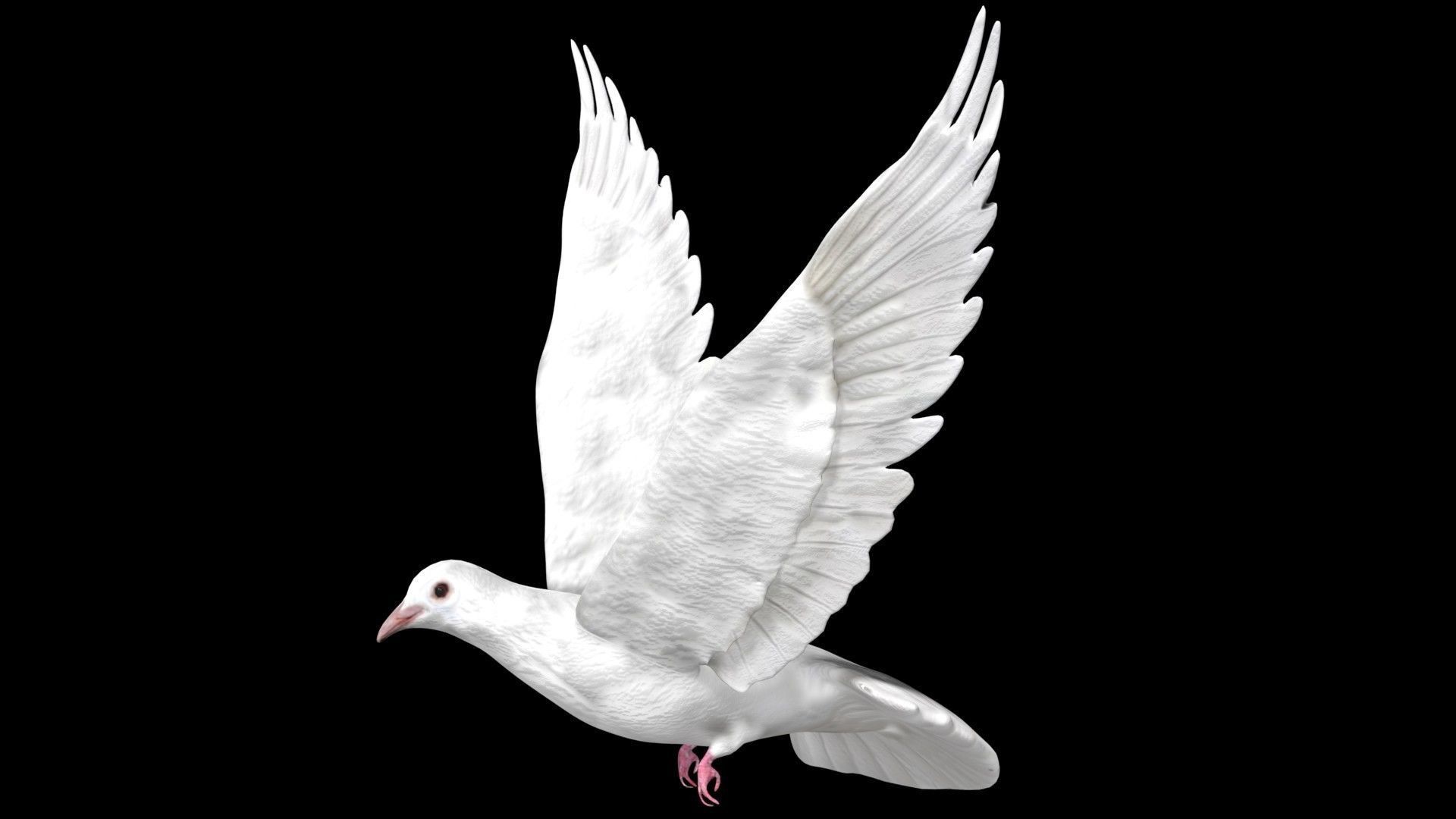 Dove white pigeon Low-poly 3D model_1