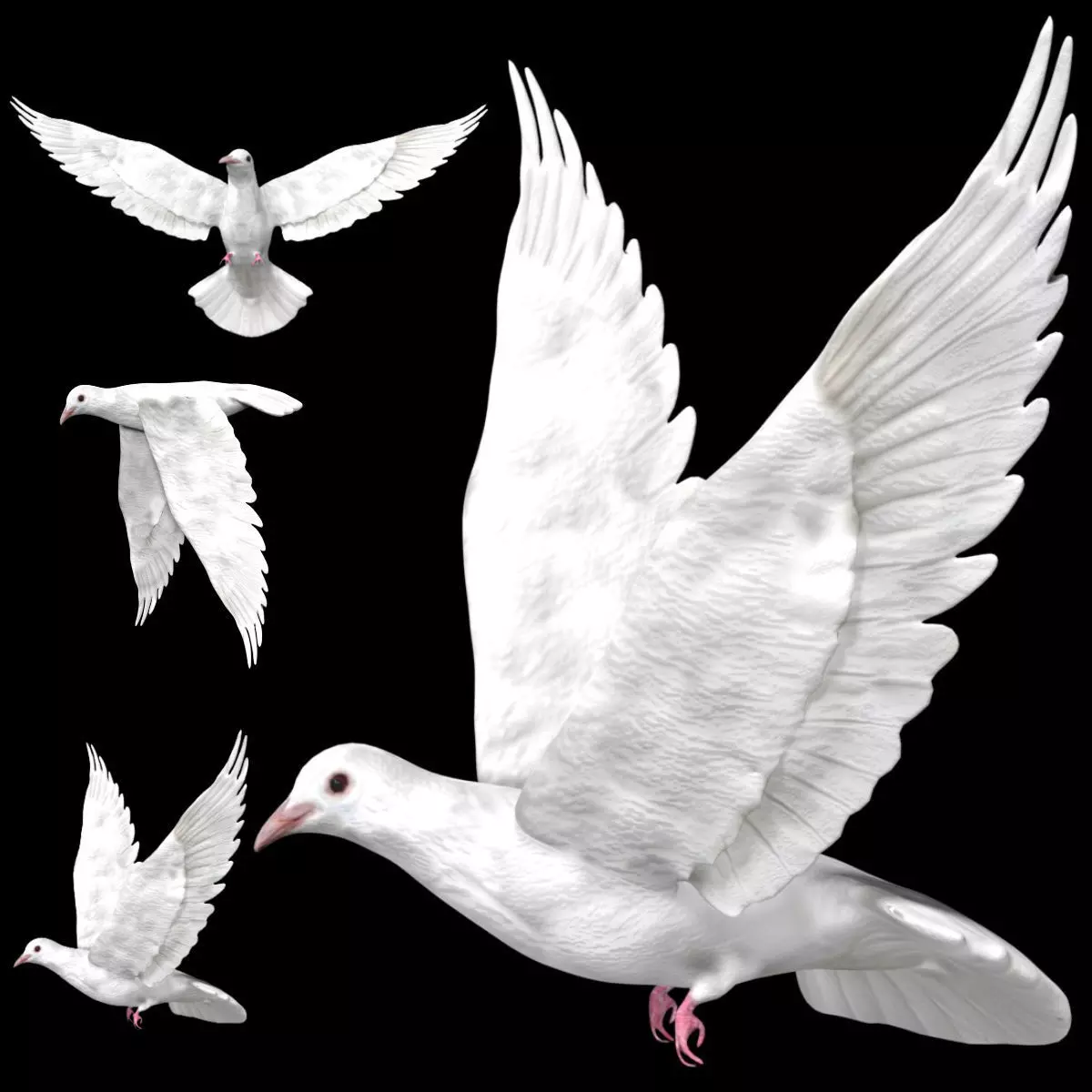 Dove white pigeon Low-poly 3D model_0