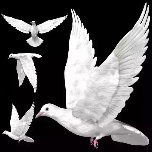 Dove white pigeon Low-poly 3D model