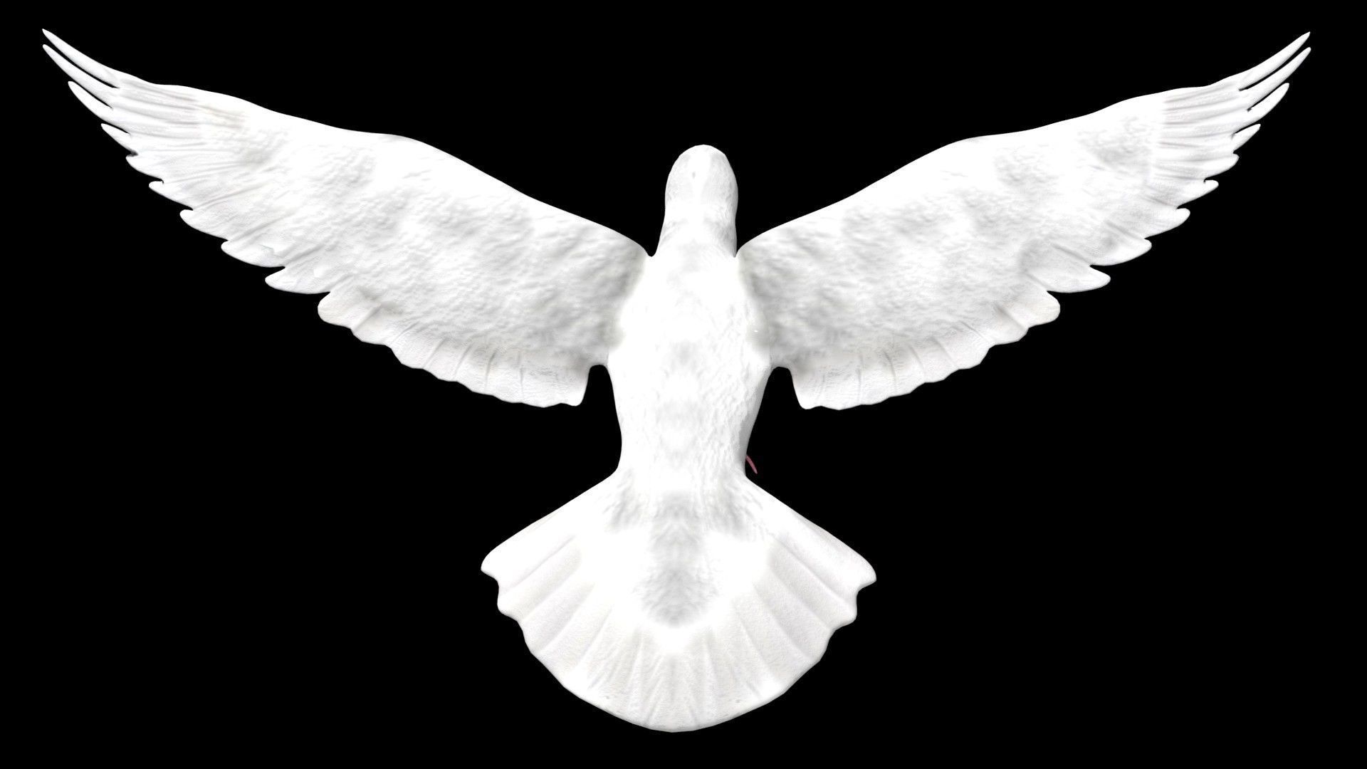 Dove white pigeon Low-poly 3D model_6