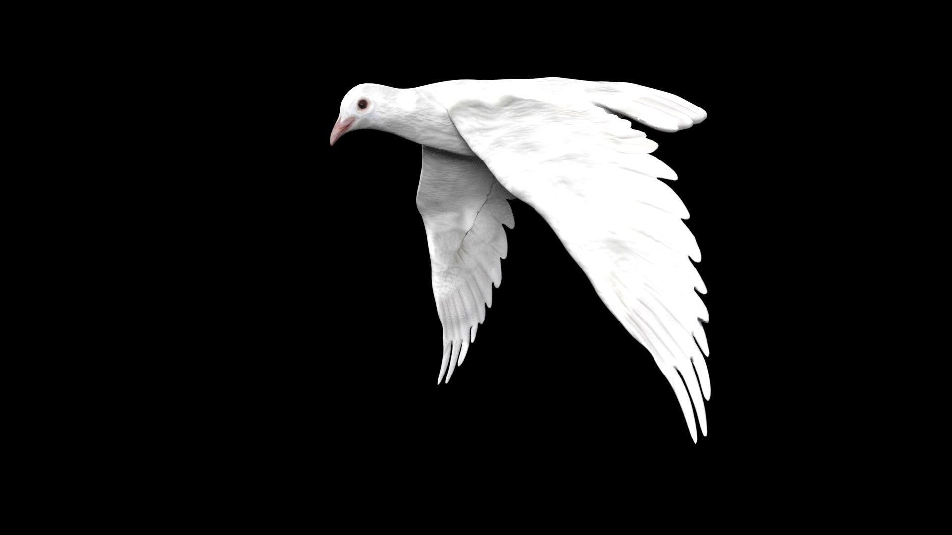 Dove white pigeon Low-poly 3D model_4
