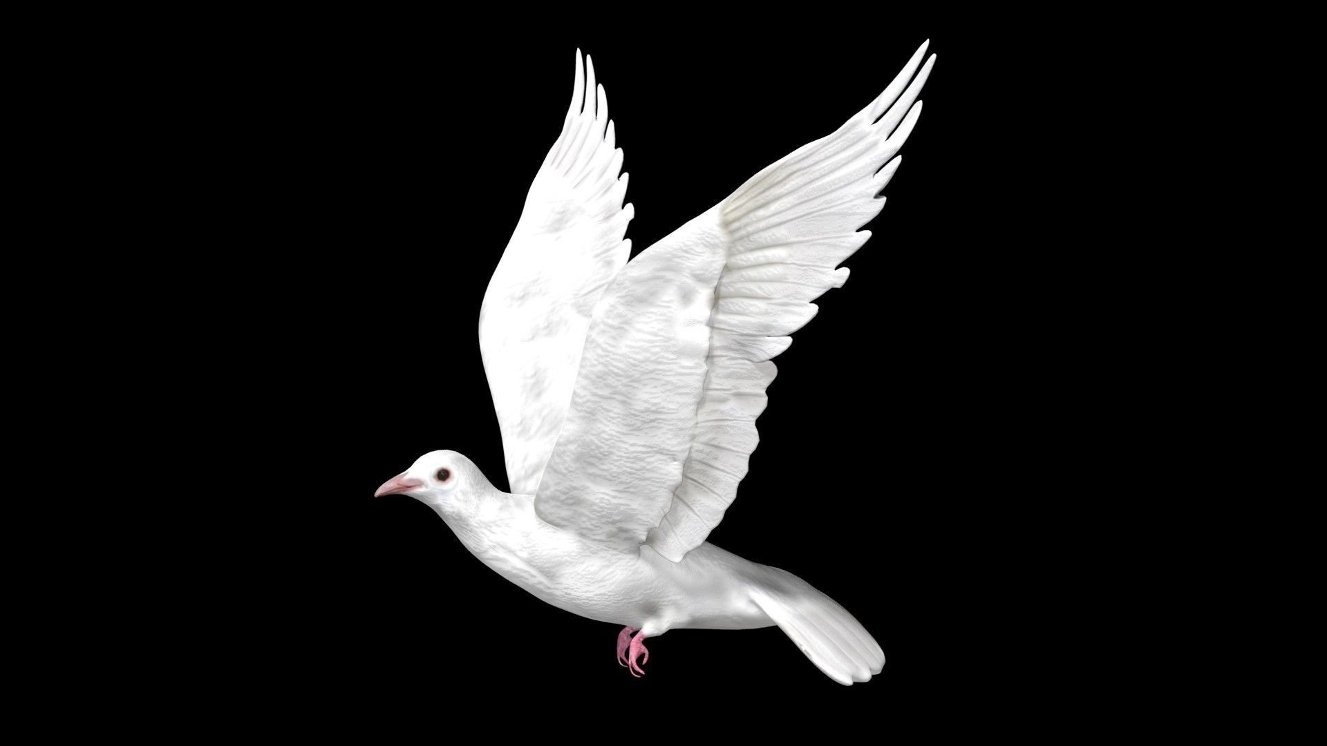 Dove white pigeon Low-poly 3D model_2