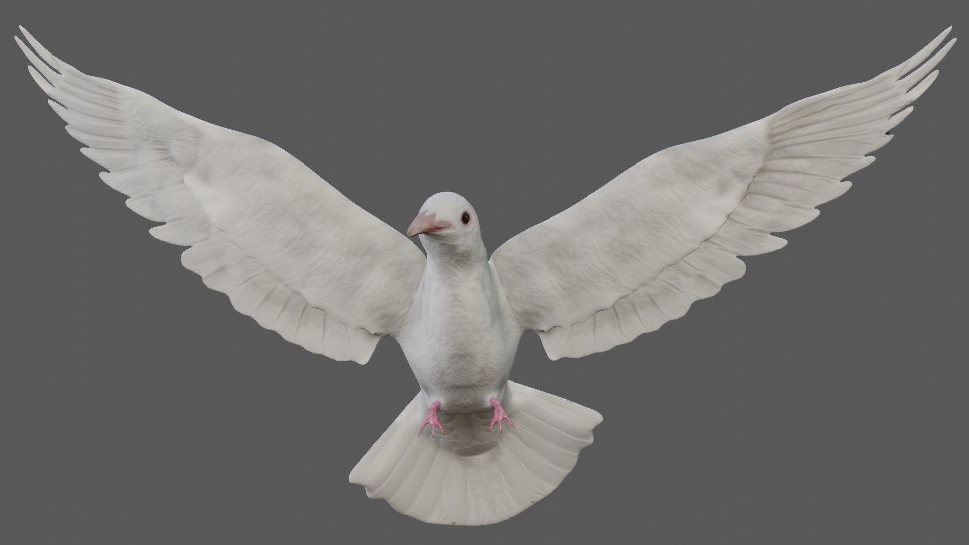 Dove white pigeon Low-poly 3D model_11