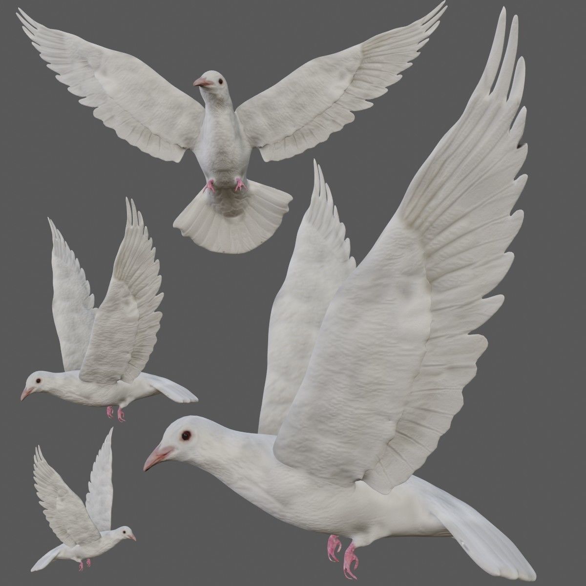 Dove white pigeon Low-poly 3D model_7