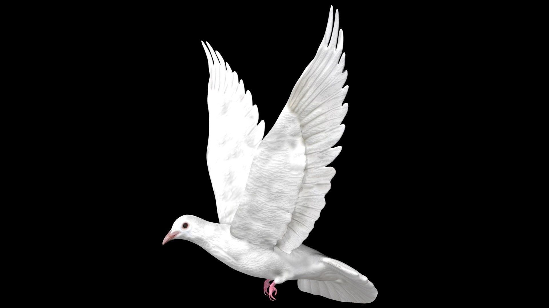Dove white pigeon Low-poly 3D model_3