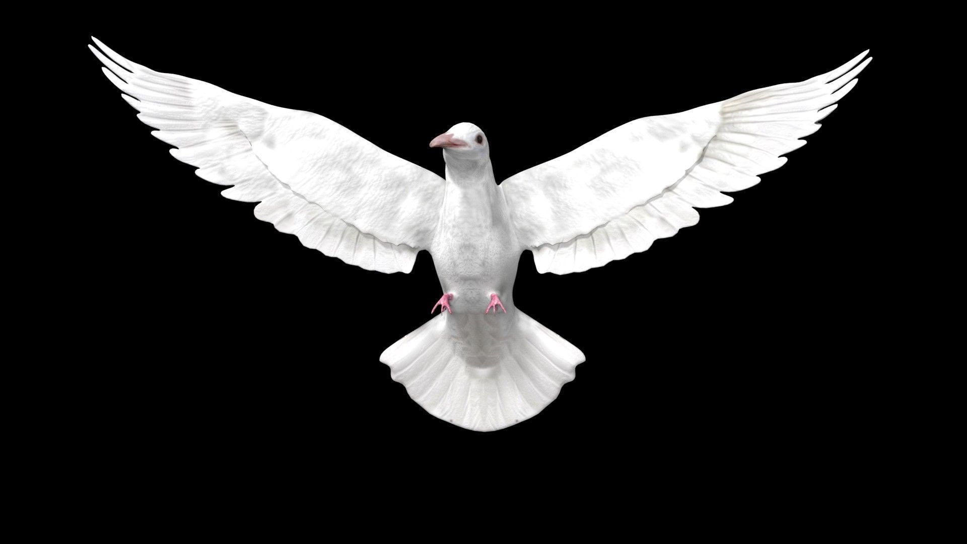 Dove white pigeon Low-poly 3D model_5