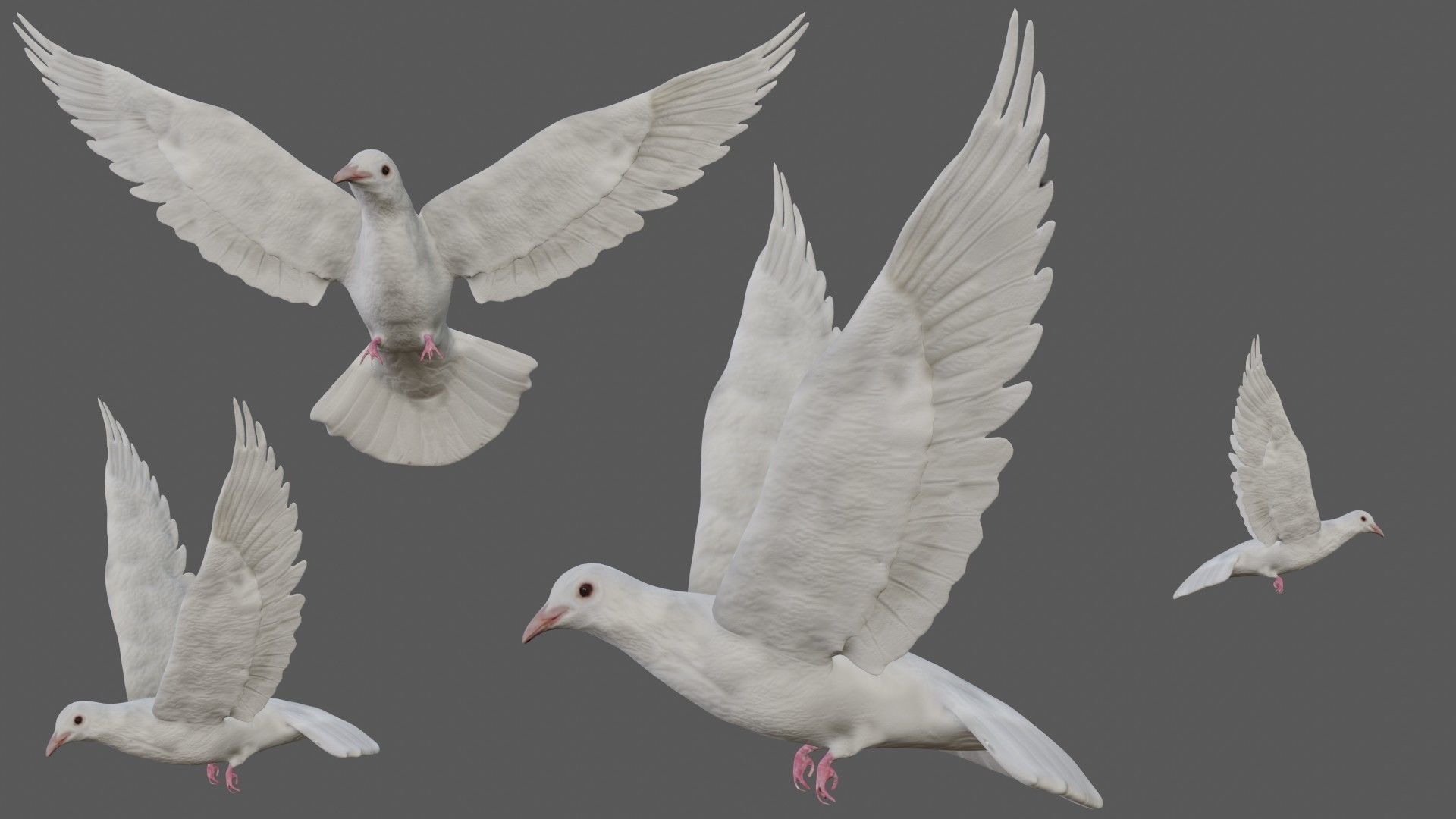 Dove white pigeon Low-poly 3D model_8