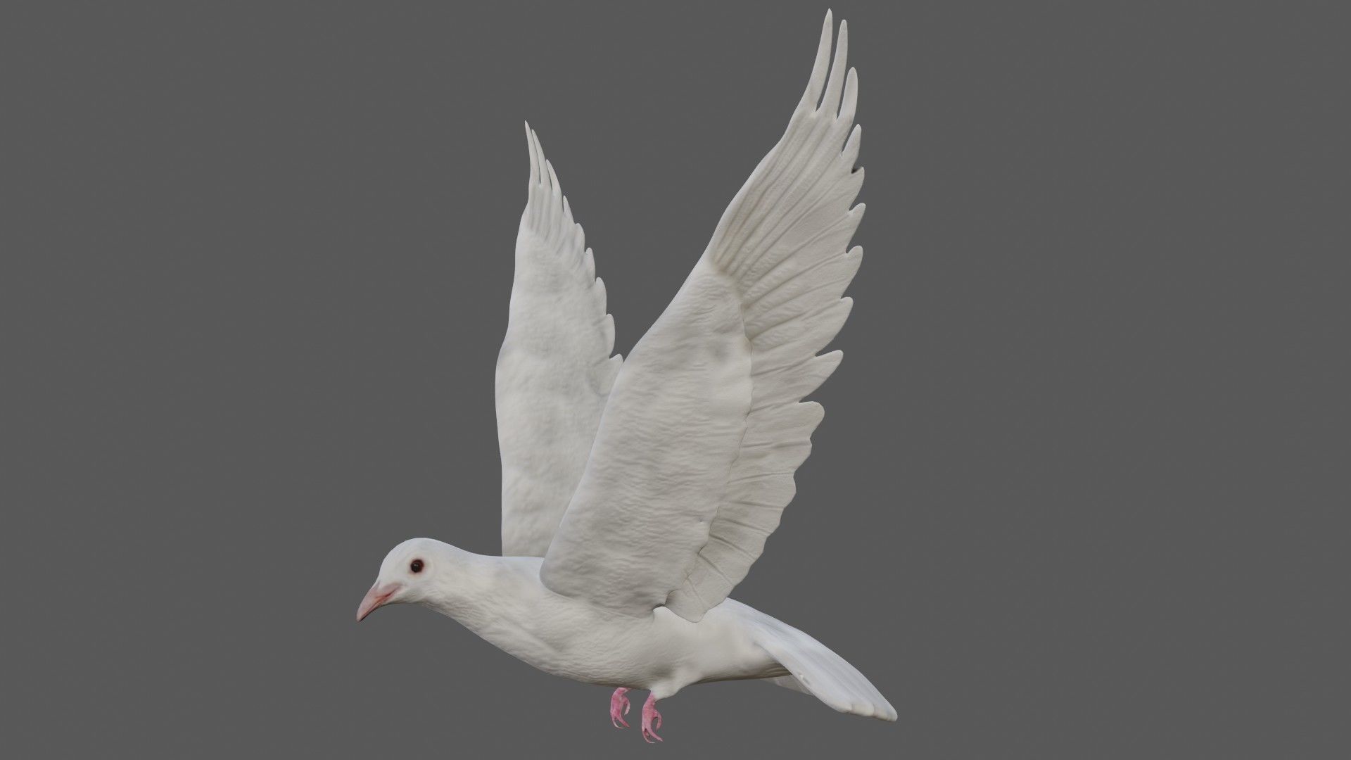 Dove white pigeon Low-poly 3D model_9