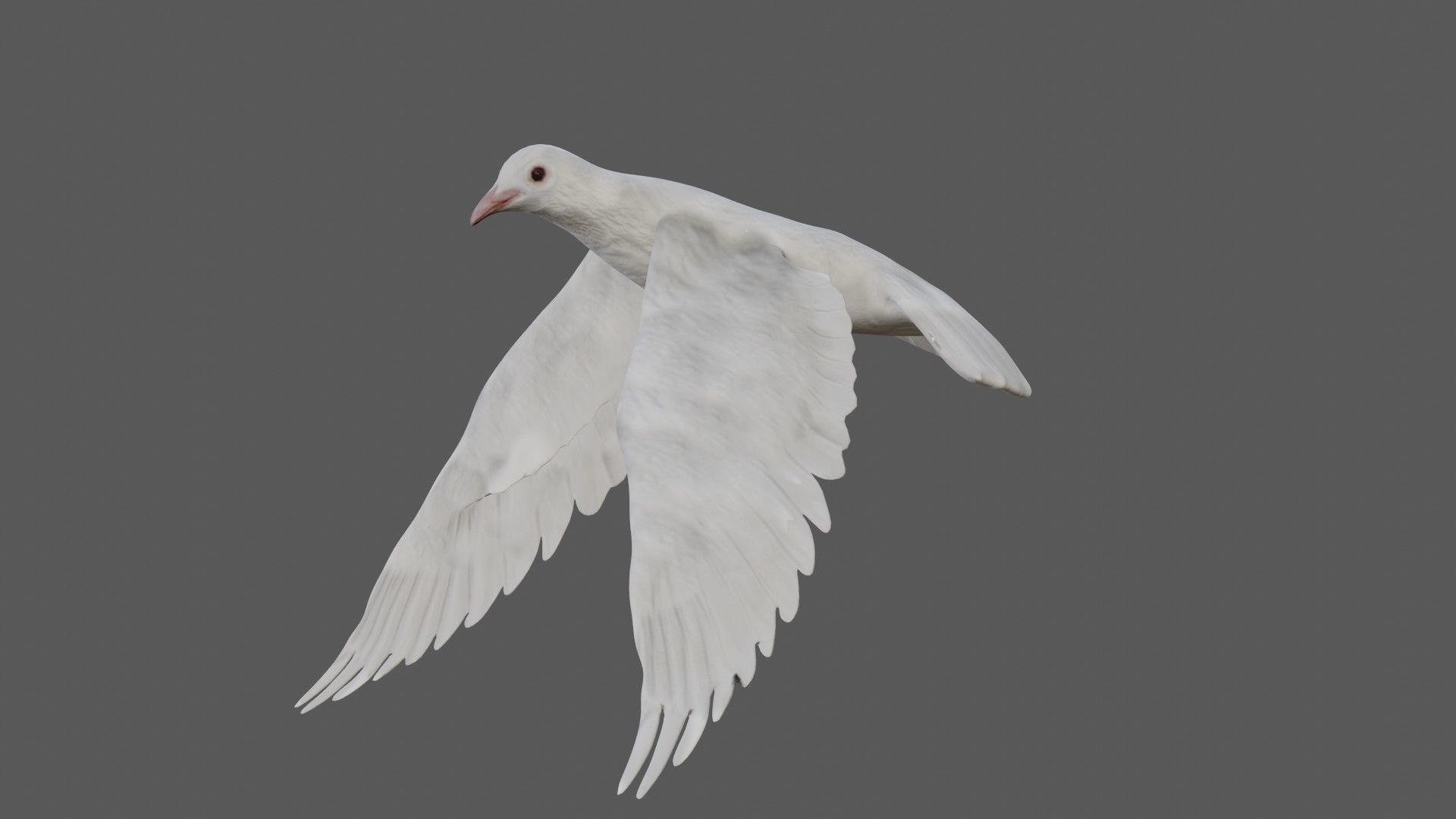 Dove white pigeon Low-poly 3D model_12