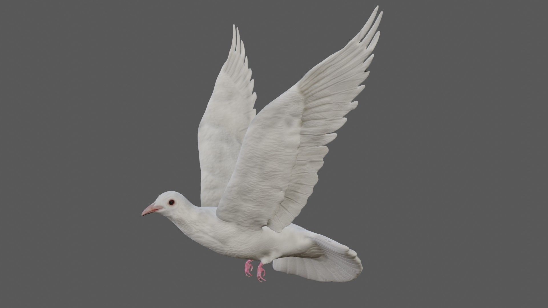 Dove white pigeon Low-poly 3D model_10