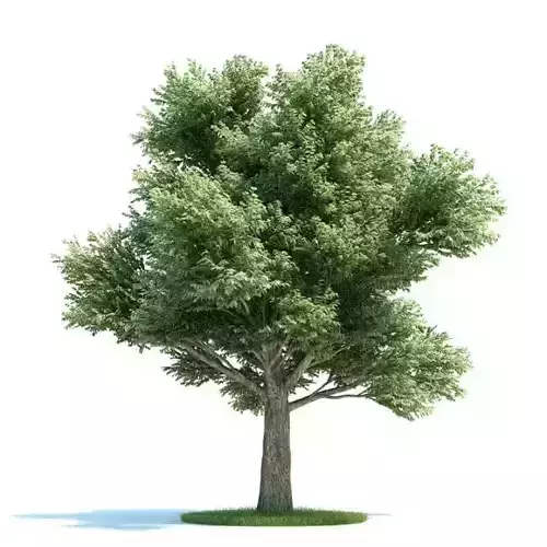 Large Green Tree