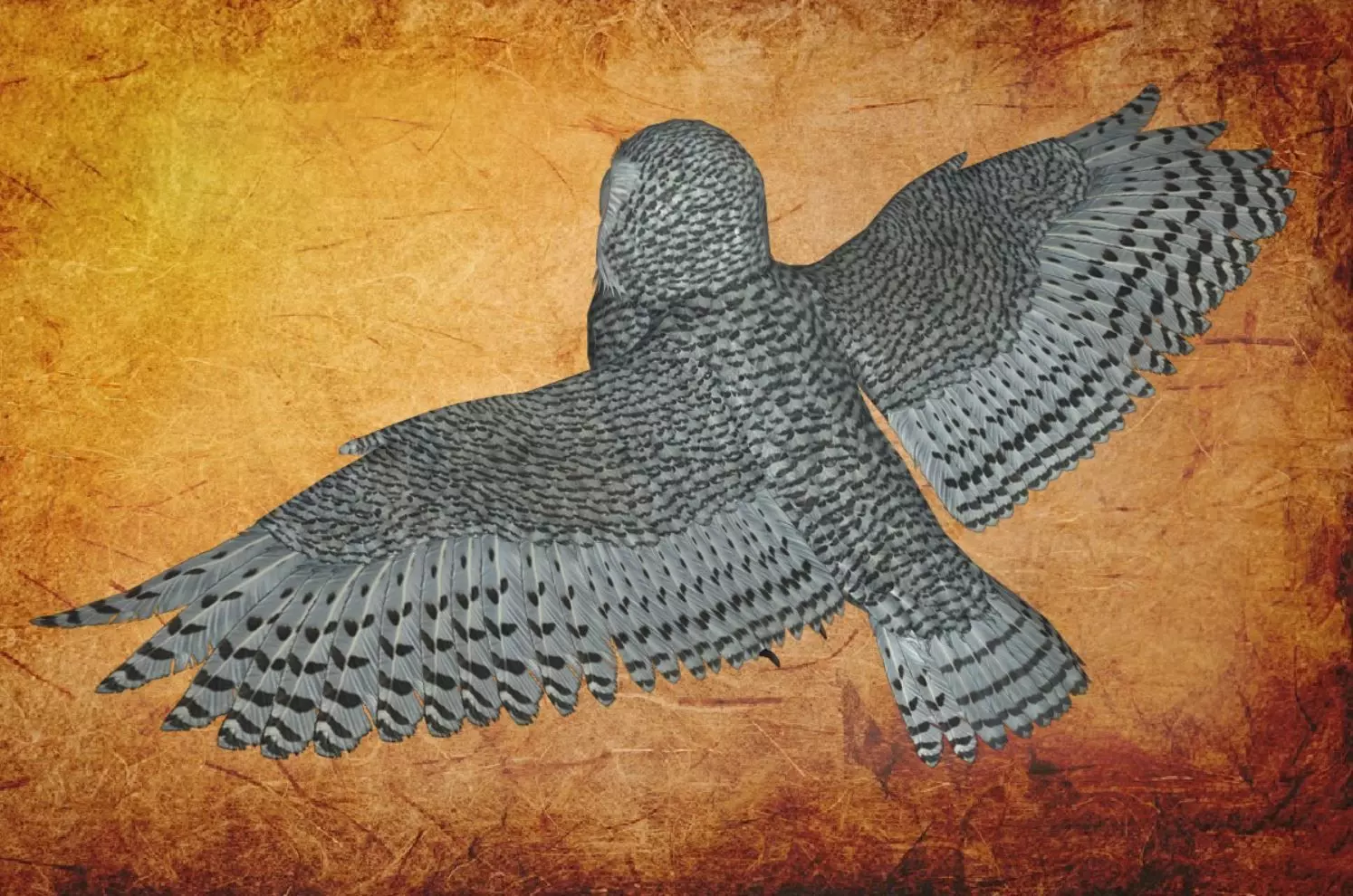 Bird Owl Low-poly 3D model_0