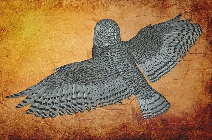 Bird Owl Low-poly 3D model