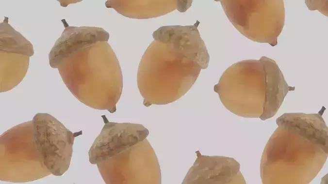Acorn acorns