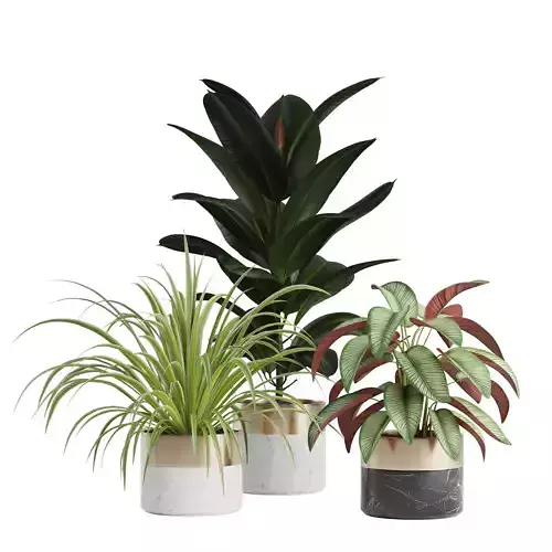 Indoor Plants Pack 3D model