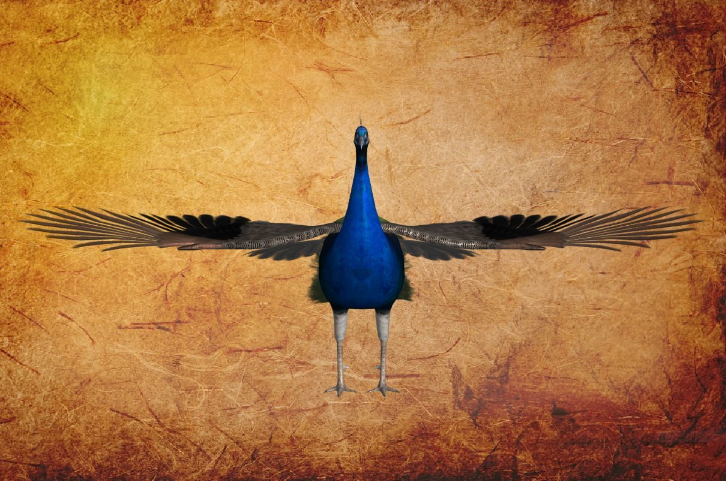 Peacock Low-poly 3D model_26