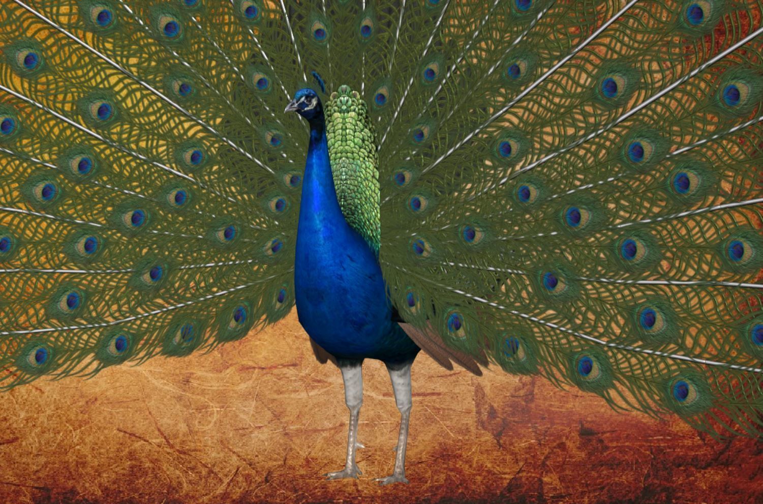 Peacock Low-poly 3D model_21