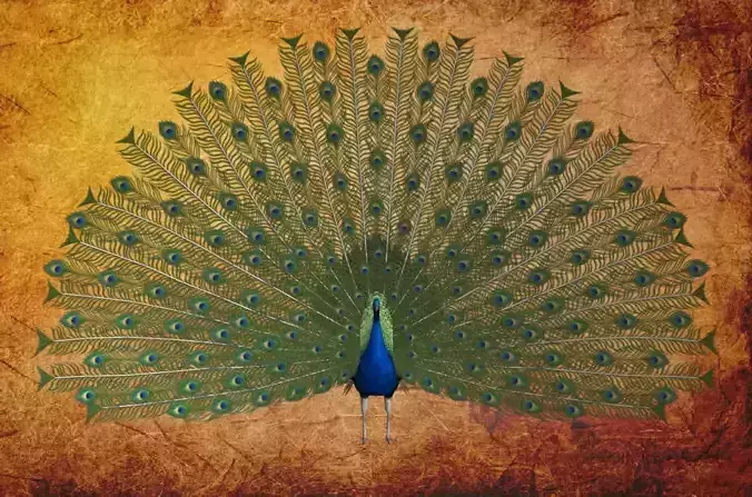 Peacock Low-poly 3D model