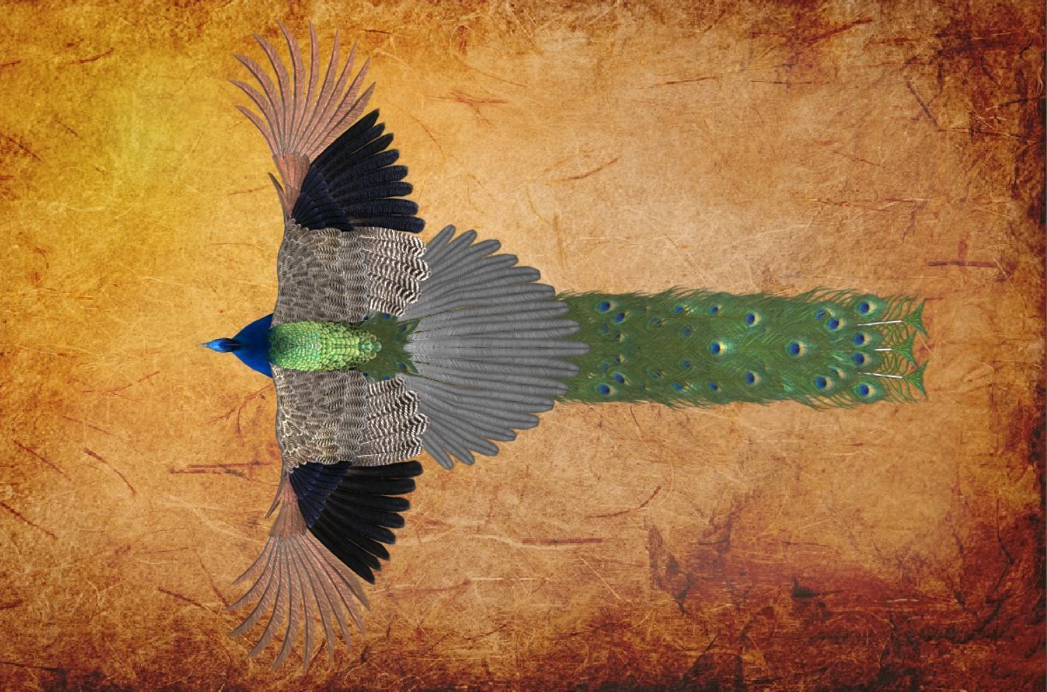 Peacock Low-poly 3D model_35