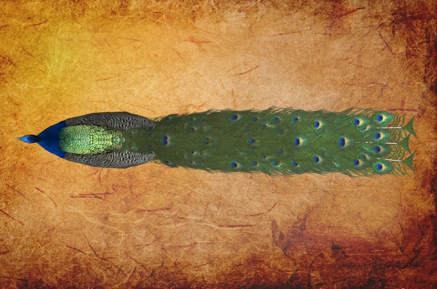 Peacock Low-poly 3D model_10