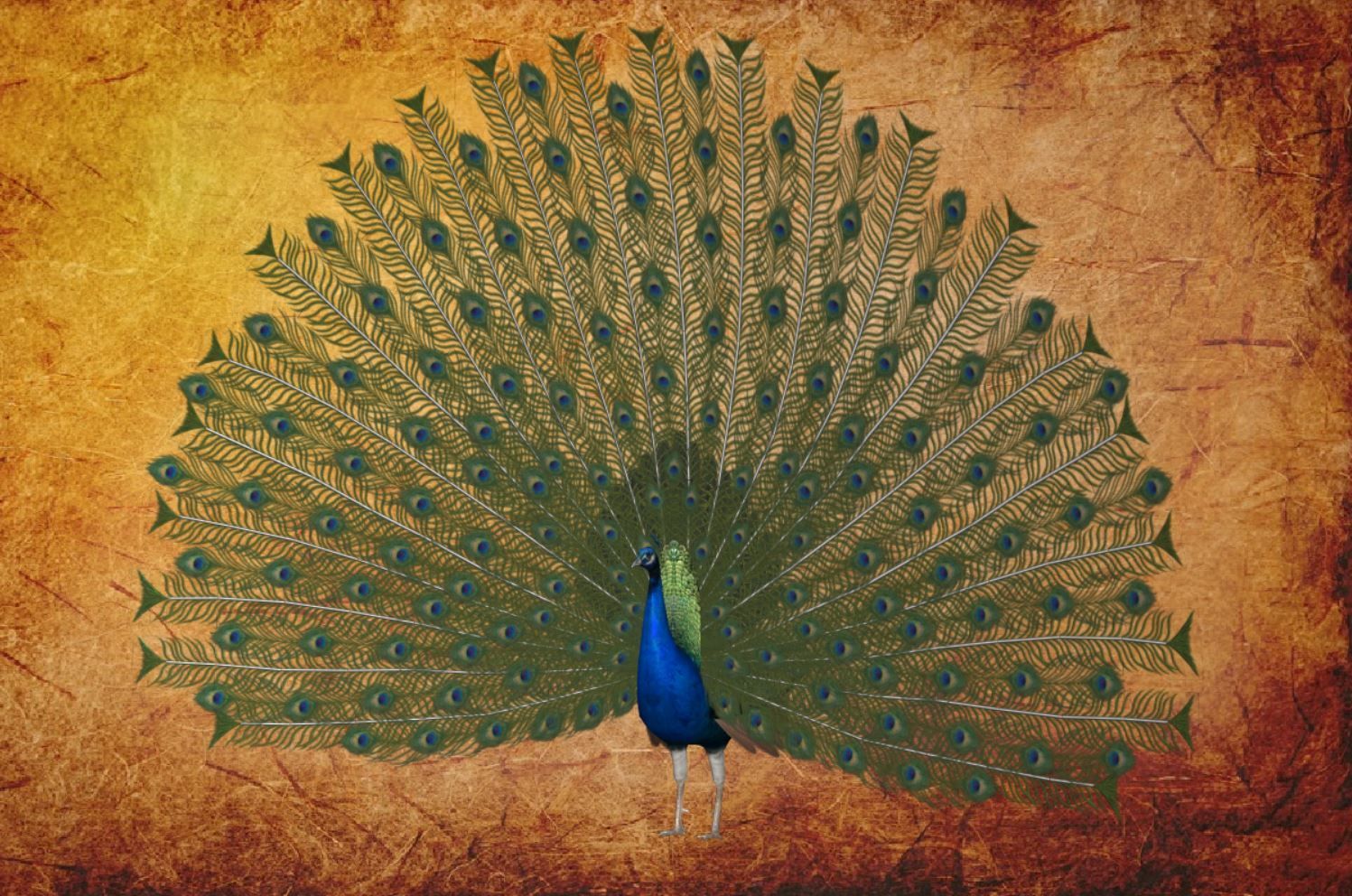 Peacock Low-poly 3D model_18