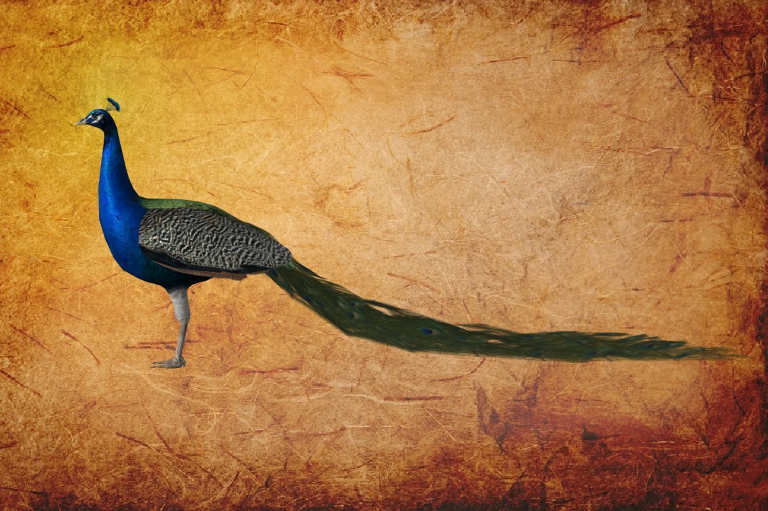 Peacock Low-poly 3D model_8