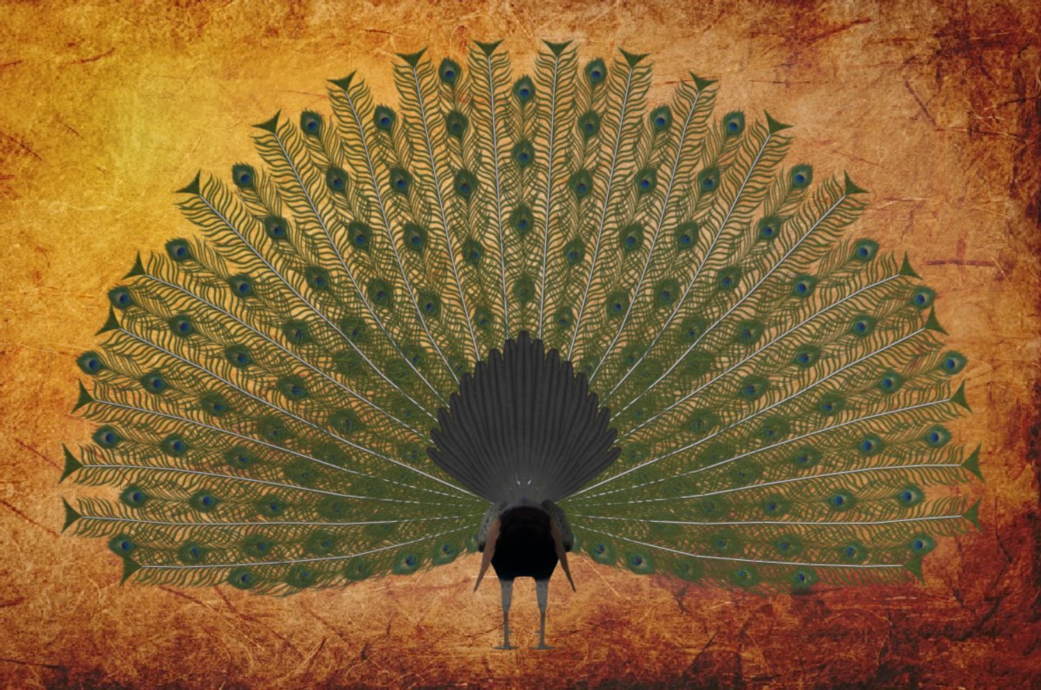 Peacock Low-poly 3D model_24