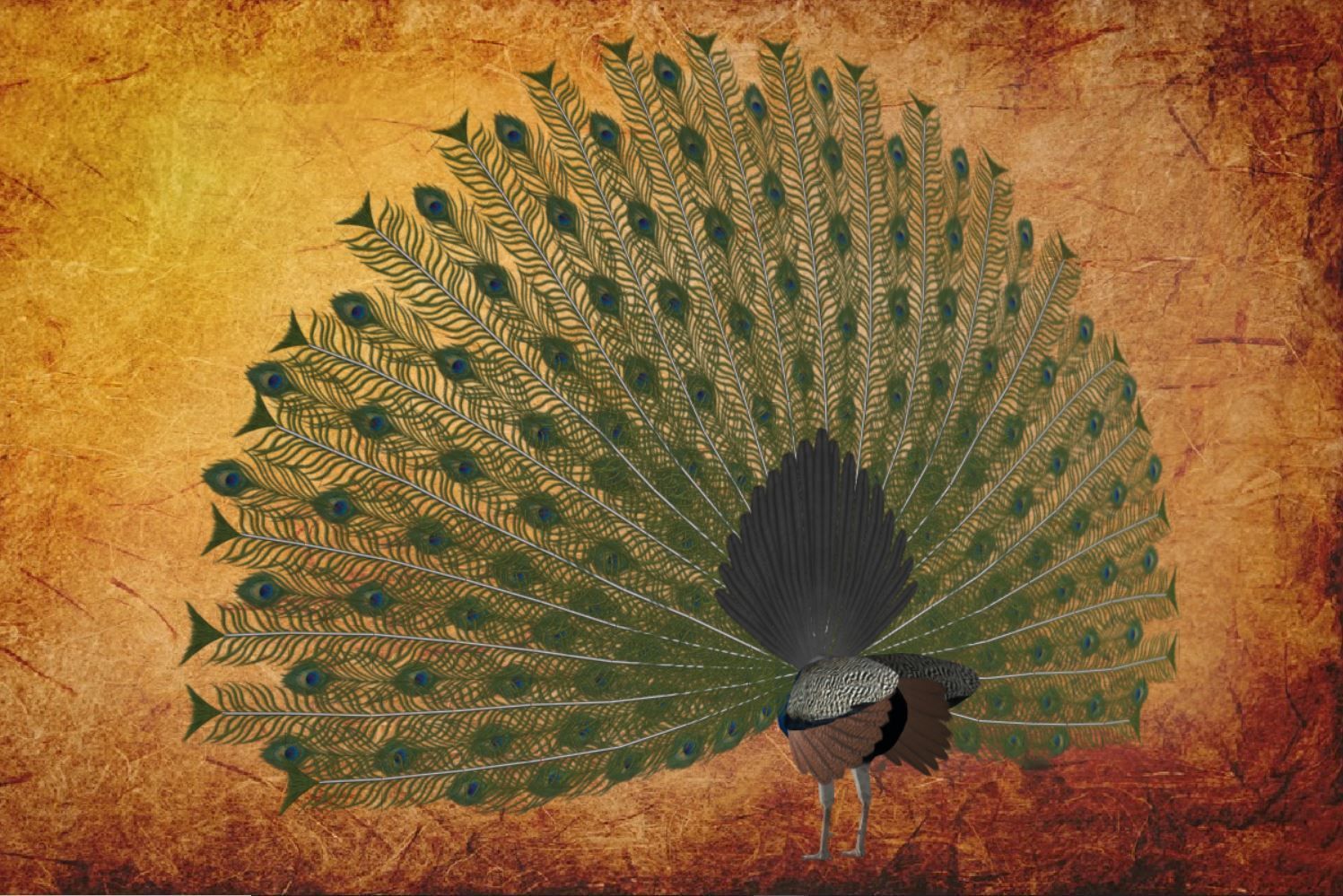 Peacock Low-poly 3D model_23
