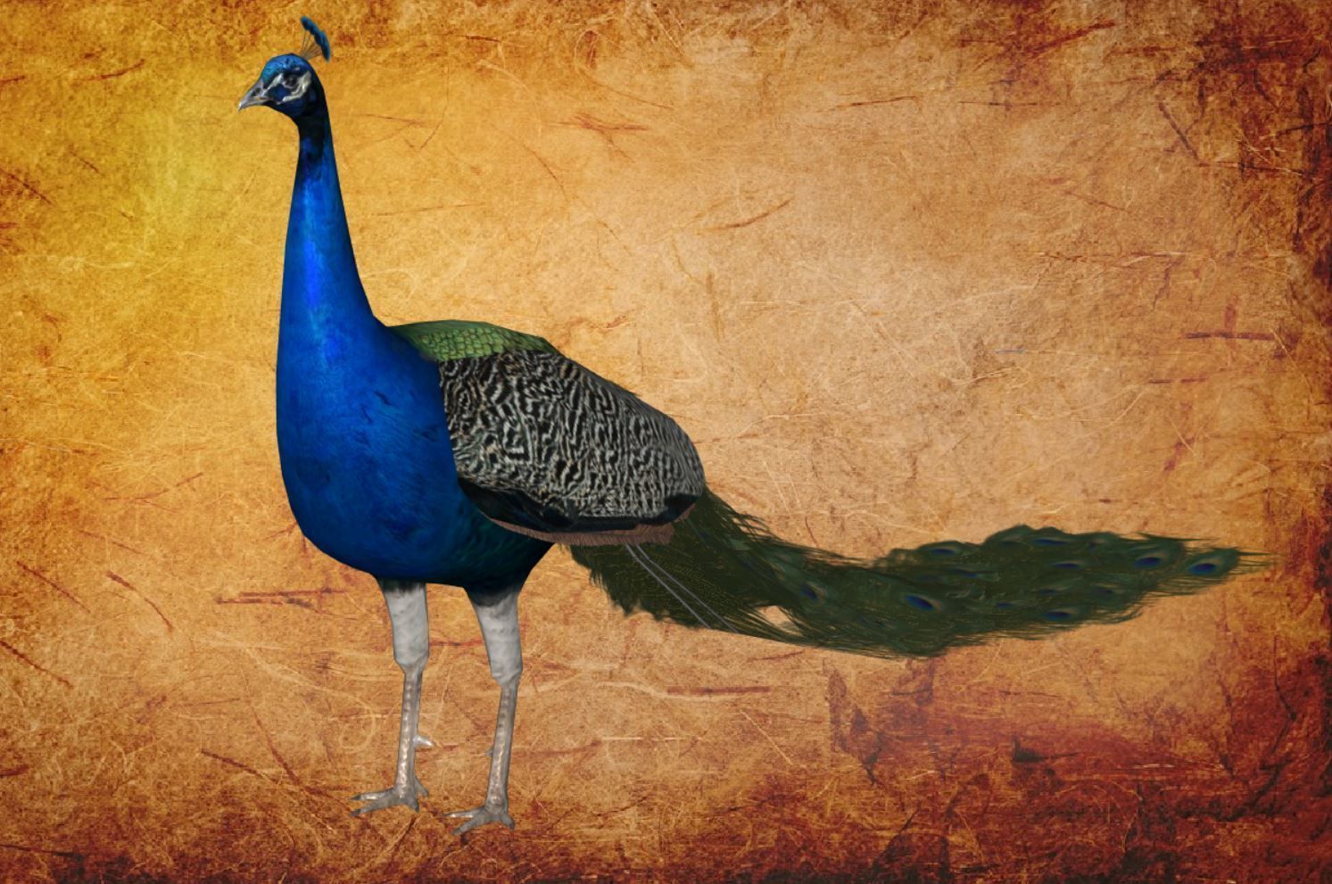 Peacock Low-poly 3D model_5