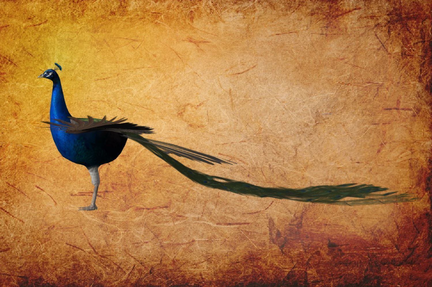 Peacock Low-poly 3D model_33