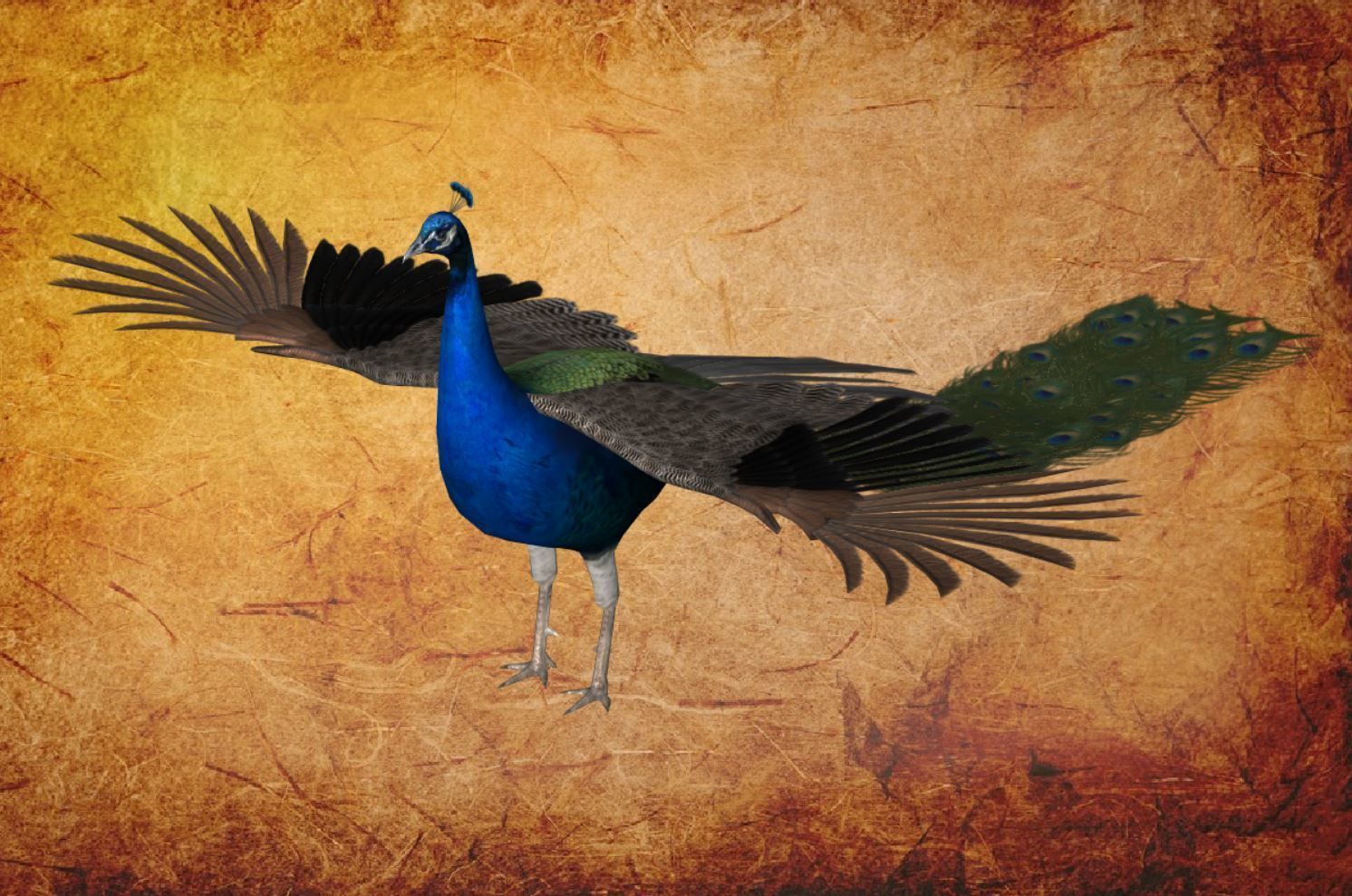 Peacock Low-poly 3D model_30