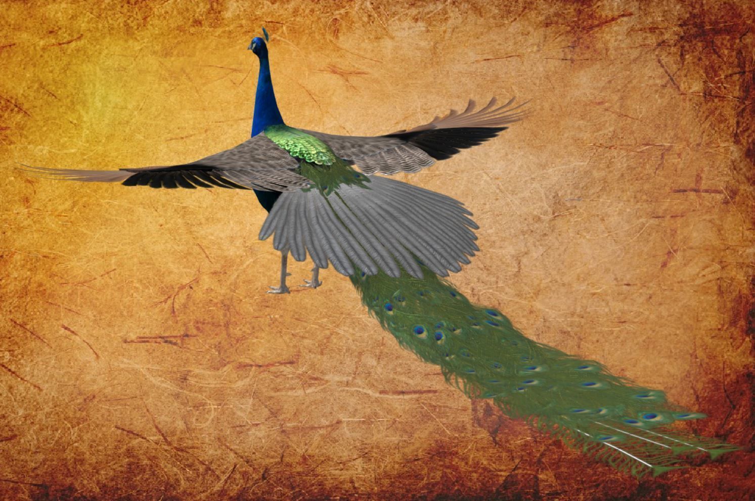 Peacock Low-poly 3D model_34