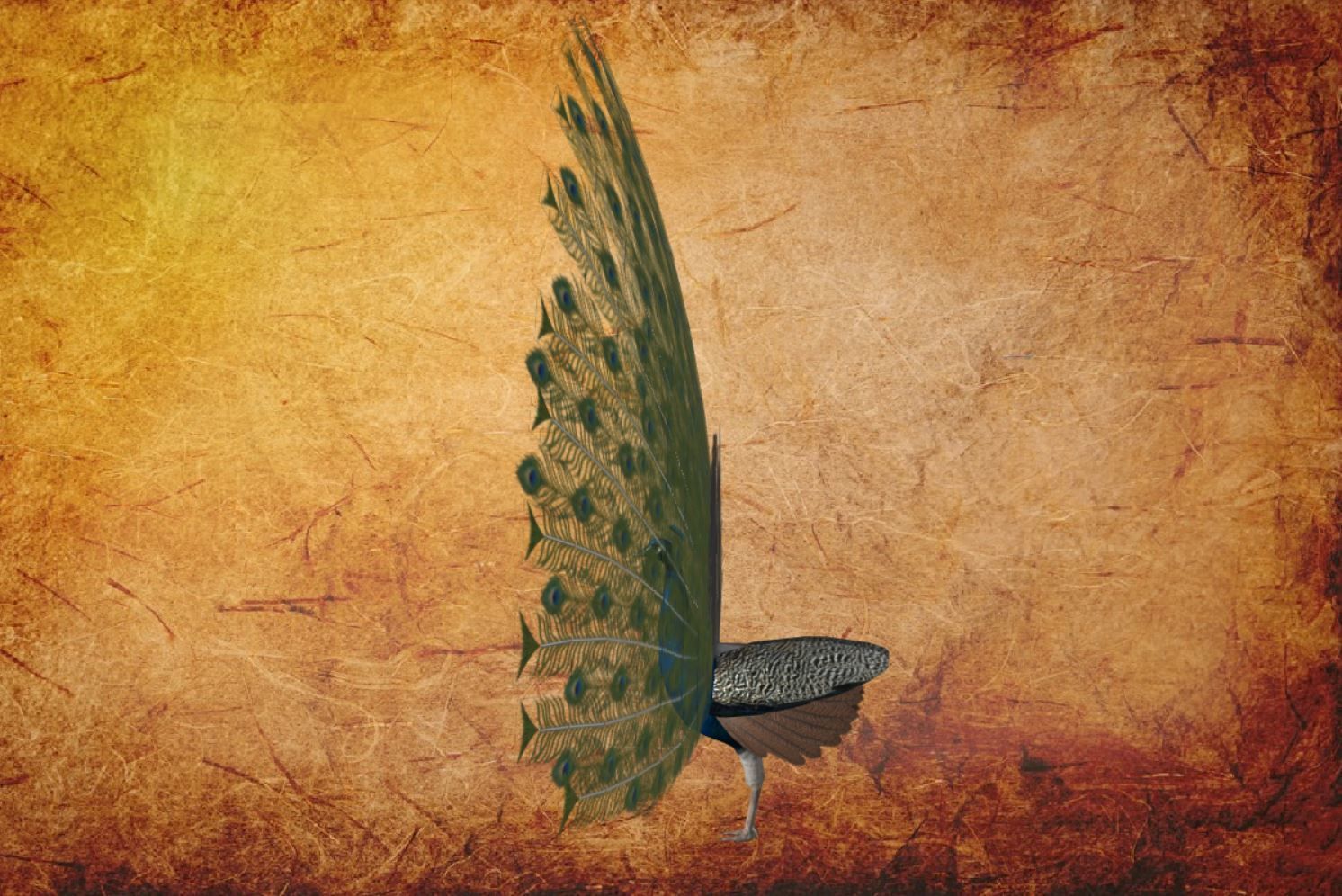 Peacock Low-poly 3D model_22