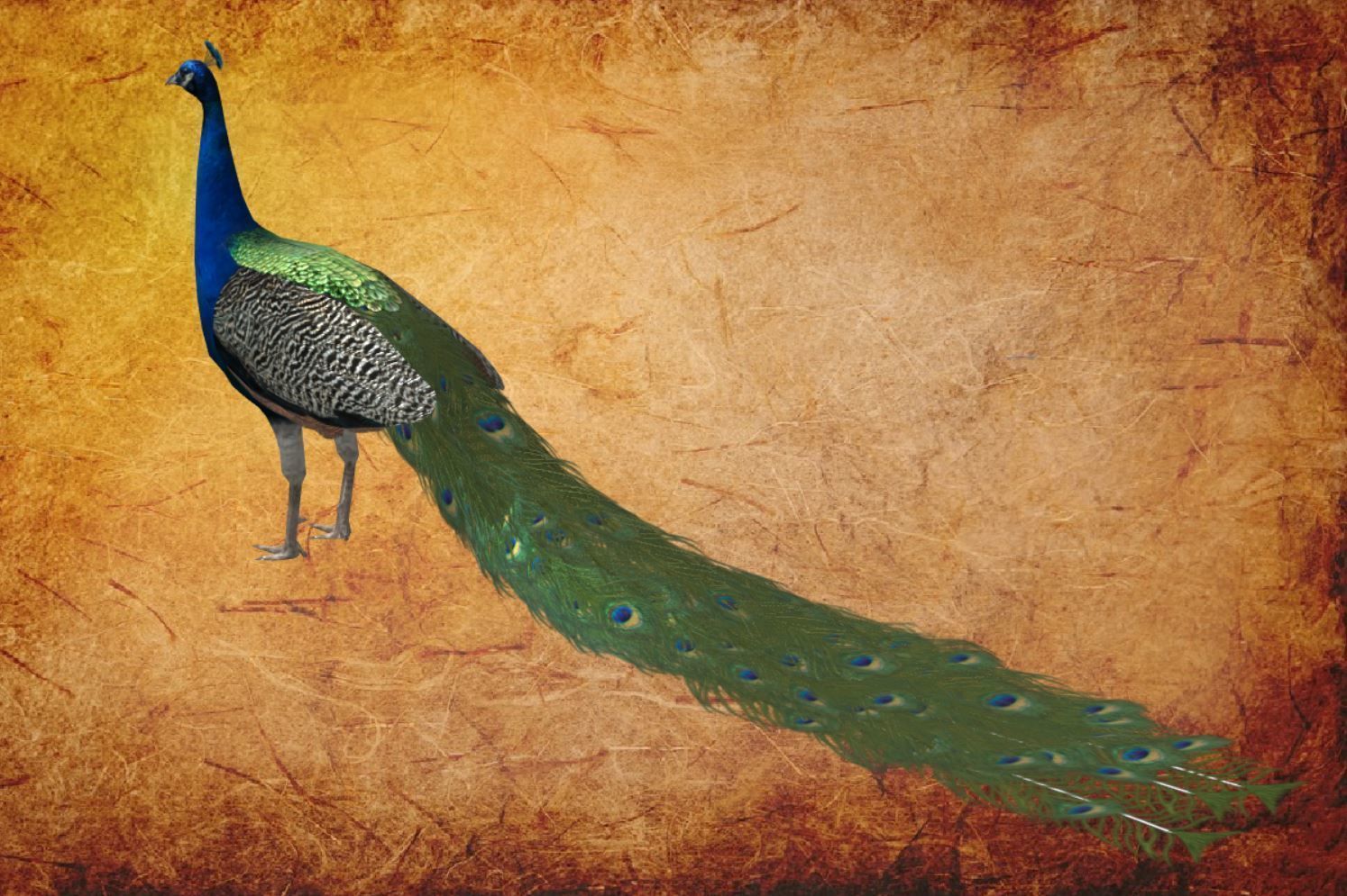 Peacock Low-poly 3D model_9