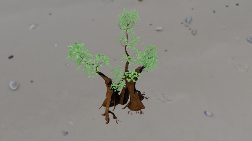 Aegialitis Annulata 3D model_1