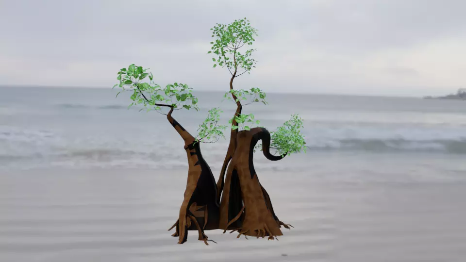 Aegialitis Annulata 3D model_0