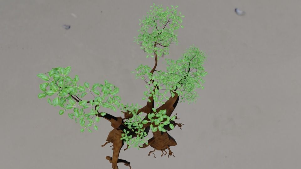 Aegialitis Annulata 3D model_2