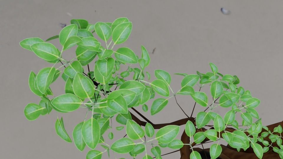 Aegialitis Annulata 3D model_3