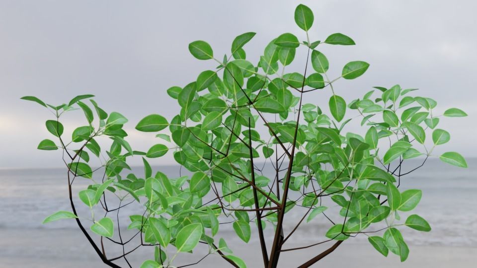 Aegialitis Annulata 3D model_4