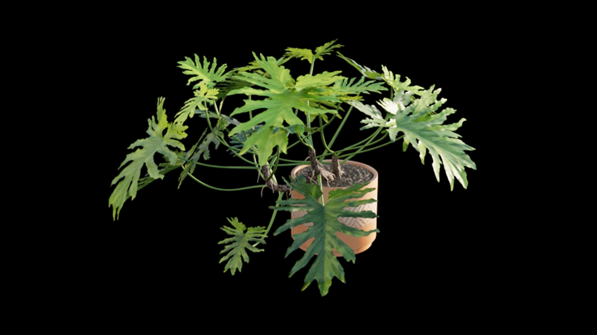 Philodendron bipinnatifidum - Philodendron selloum Split 3D model_5
